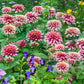 zinnia swizzle cherry and ivory