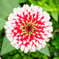 zinnia swizzle cherry and ivory