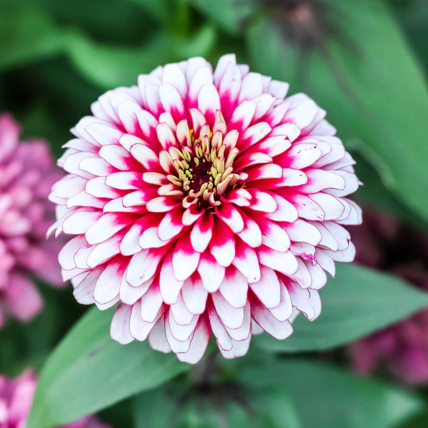 zinnia swizzle cherry and ivory