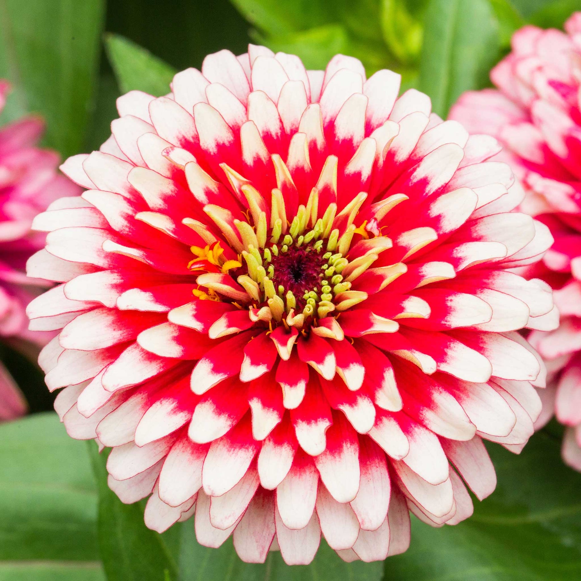 zinnia swizzle cherry and ivory