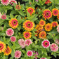 zinnia swizzle mix