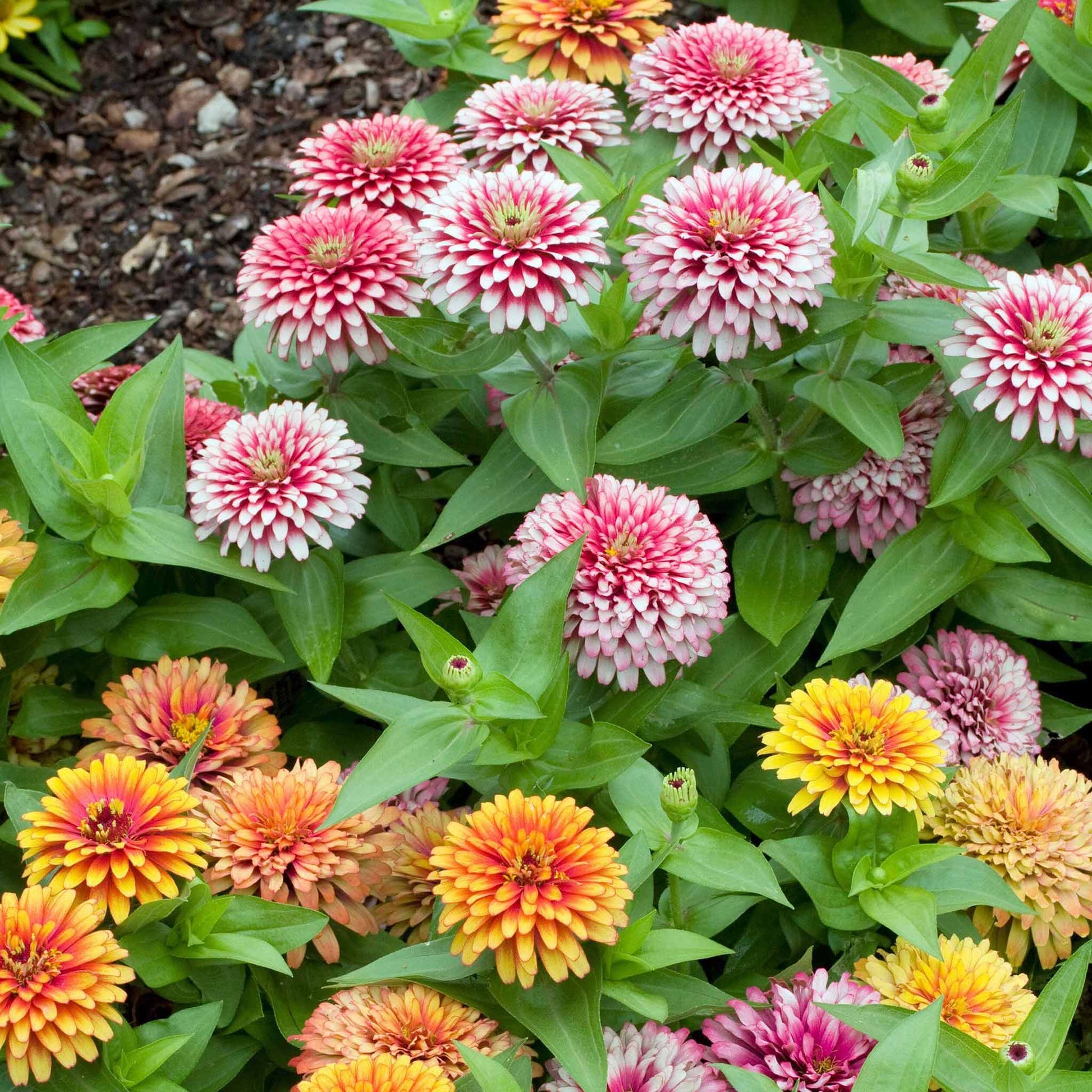 zinnia swizzle mix