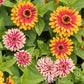 zinnia swizzle mix