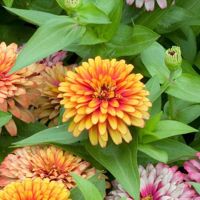 zinnia swizzle mix