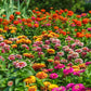 zinnia swizzle mix