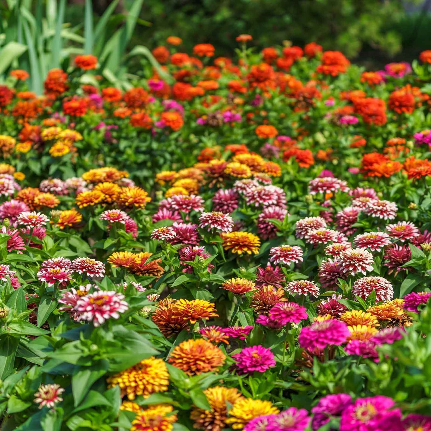 zinnia swizzle mix