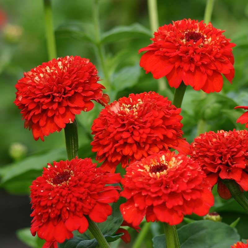 zinnia zinderella red