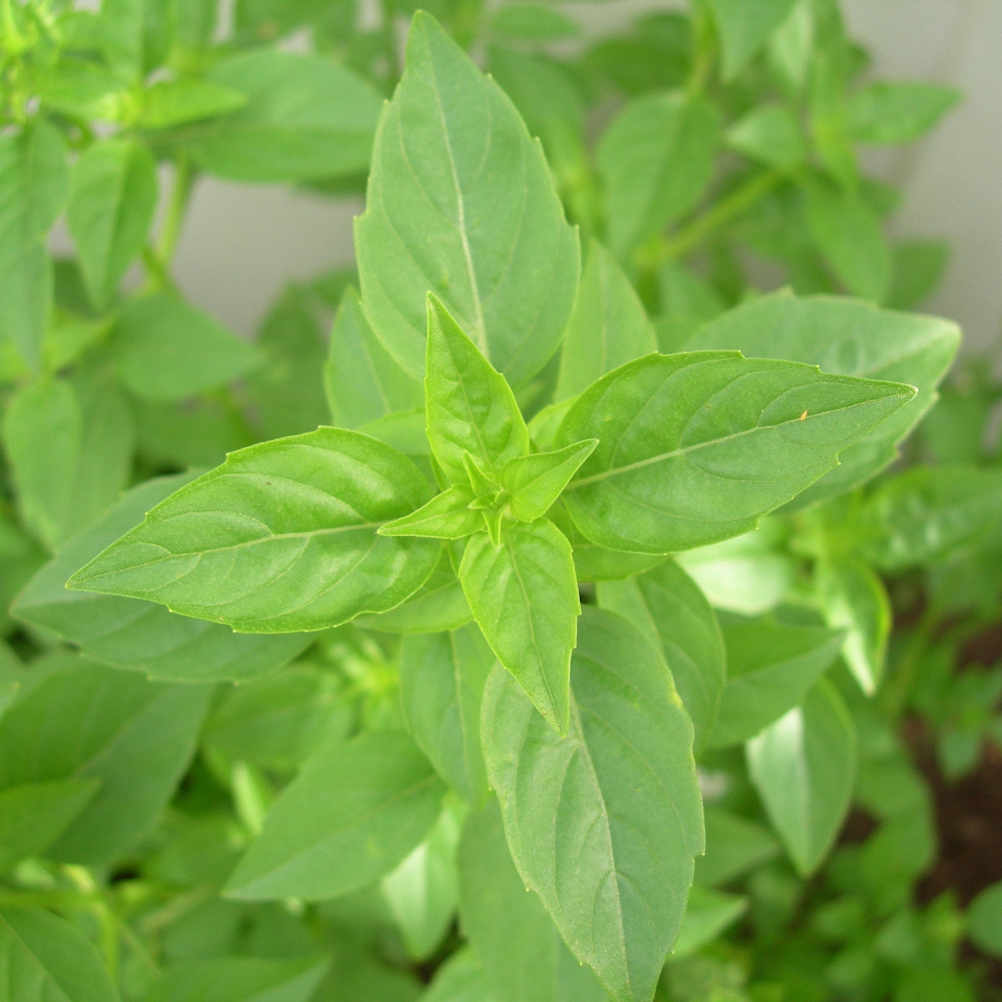 Bulk Basil Seeds Lime Bulk Seed Store