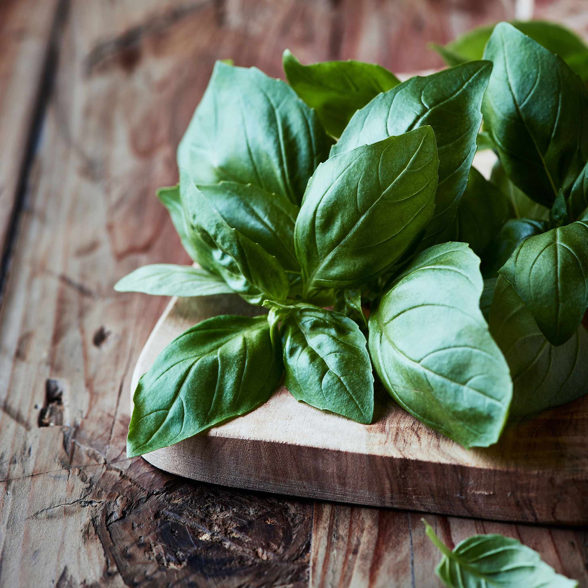 Bulk Basil Seeds Organic Italian Large Leaf Bulk Seed Store