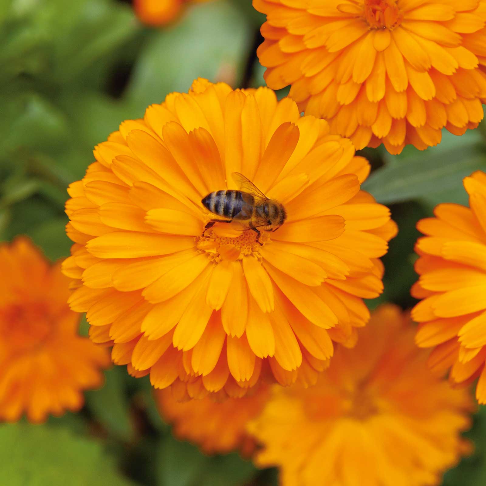 Pacific Beauty Orange Calendula