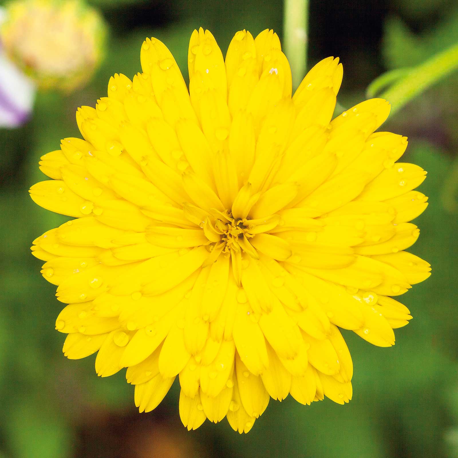 Pacific Beauty Yellow Calendula