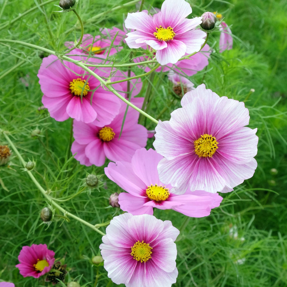 Bulk Cosmos Seeds | Buy in Bulk & Save | Bulk Seed Store