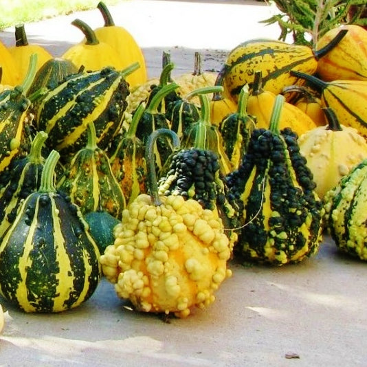 Bulk Gourd Seeds Large Mix Bulk Seed Store   Gourd Large Mix 1 