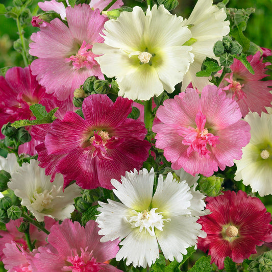 hollyhock majorette mix