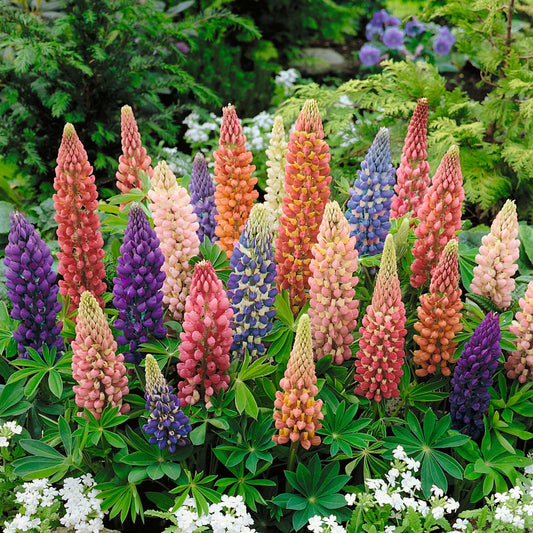 minarette dwarf russell lupine 