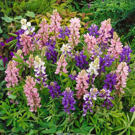 dwarf lupine 