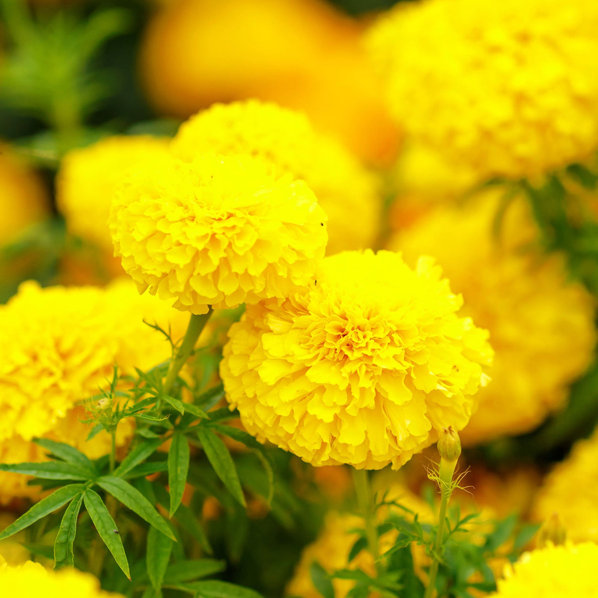 Bulk African Marigold Seeds - Mary Helen | Bulk Seed Store