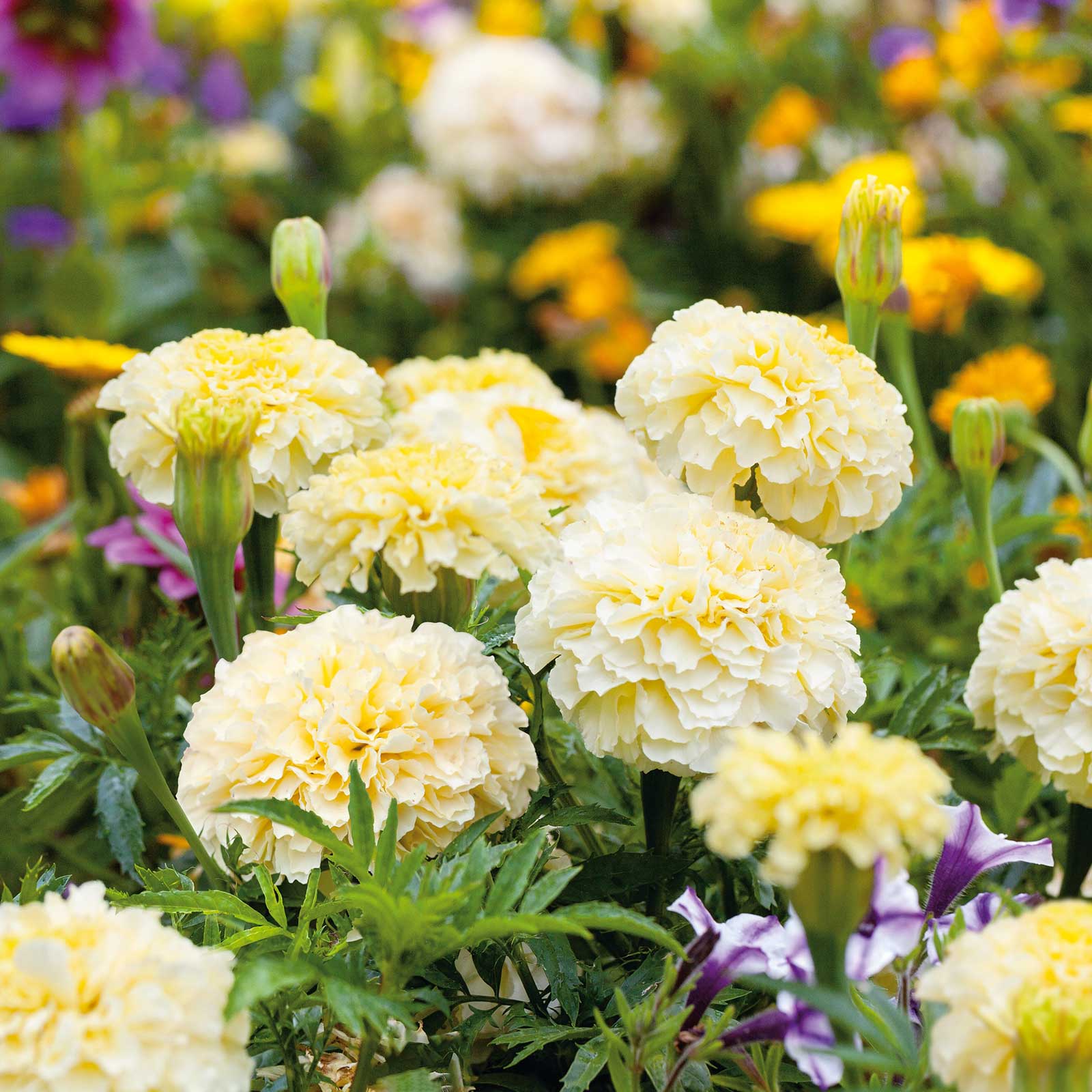 moonlight african marigold 