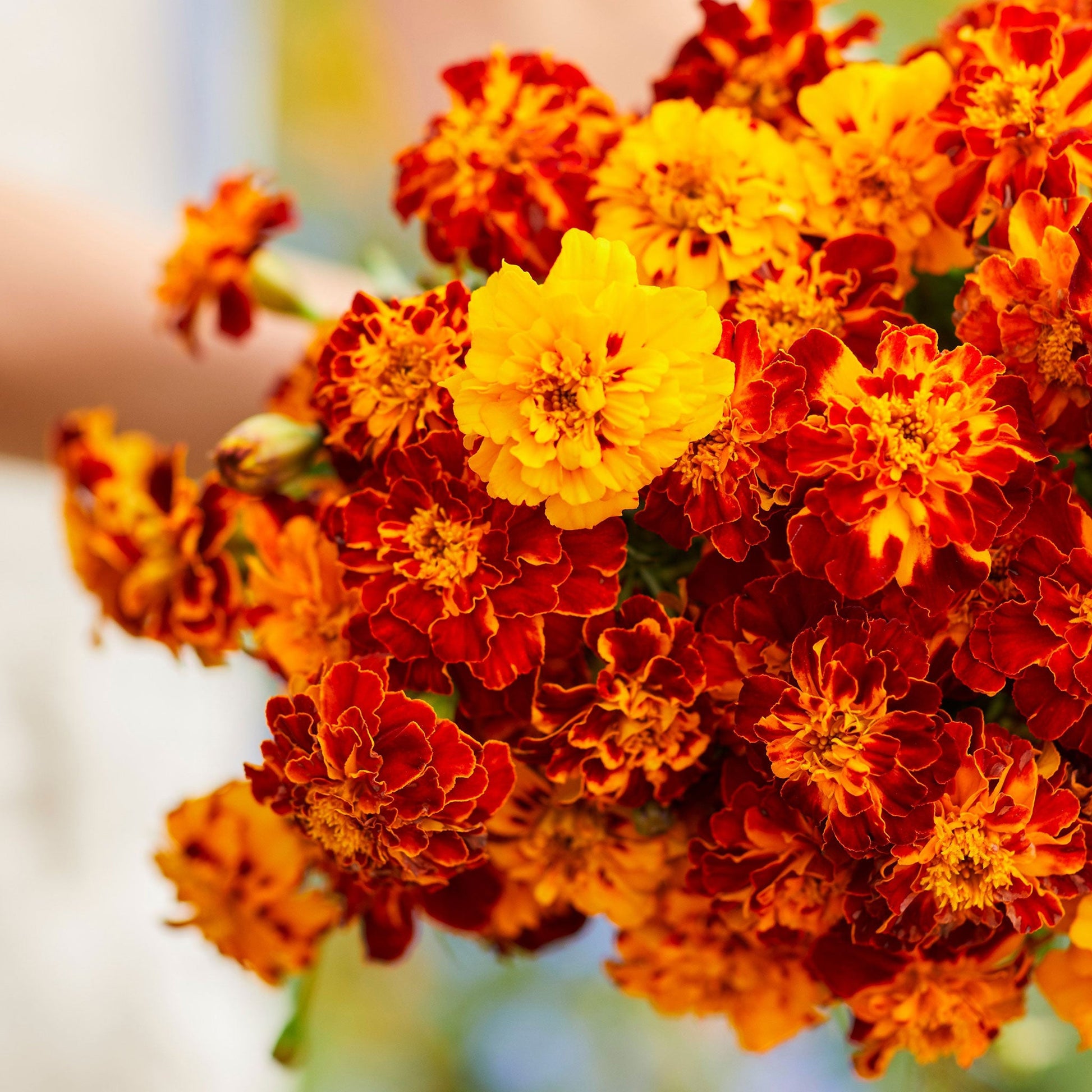 panther french marigold 