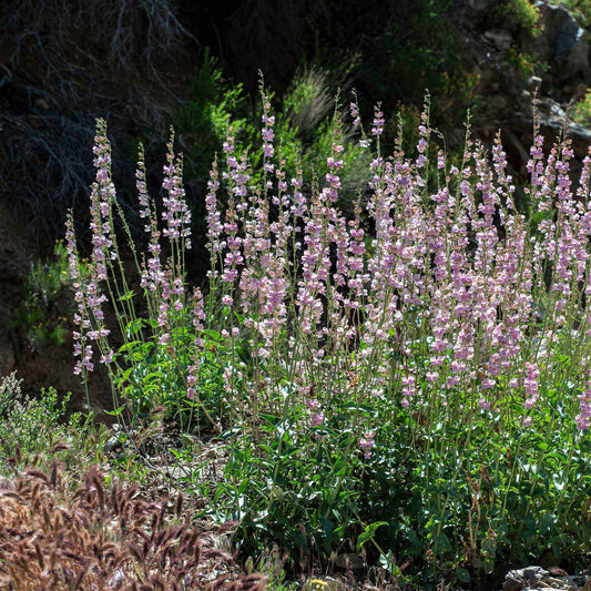 palmer penstemon 