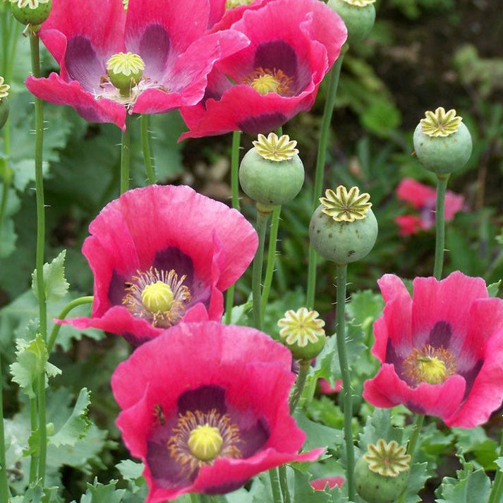 Bulk Poppy Seeds - Pepperbox | Bulk Seed Store