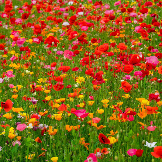 poppy flower seed mix