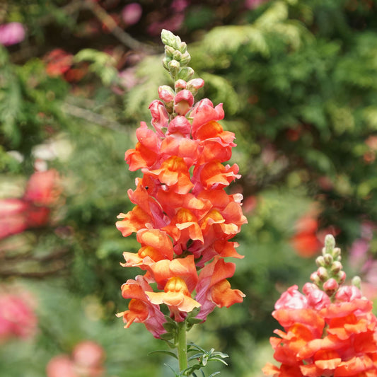 orange wonder snapdragon 