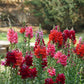 snapdragon red mix