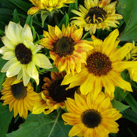 Bulk Sunflower Seeds | Buy in Bulk & Save | Bulk Seed Store – Page 4