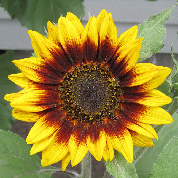 Bulk Sunflower Seeds - Ring of Fire | Bulk Seed Store