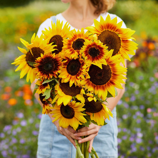 ring of fire sunflower 