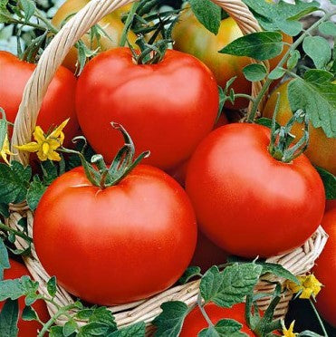 Tomato Seeds (Organic) - Beefsteak