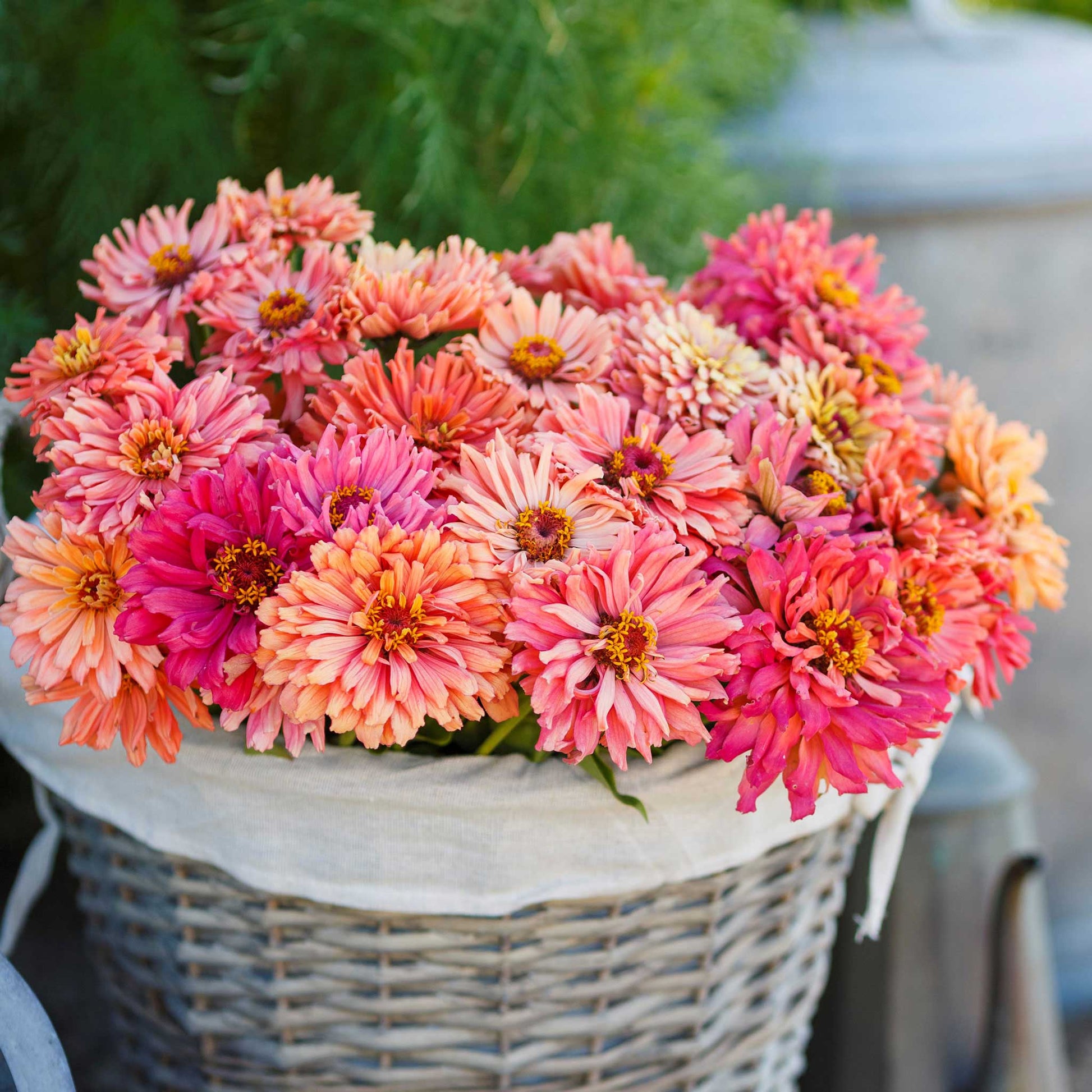 zinnia cactus pink shades