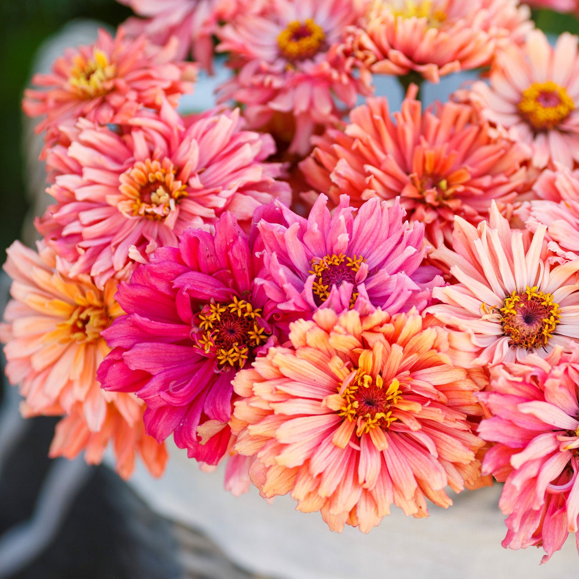 zinnia cactus pink shades