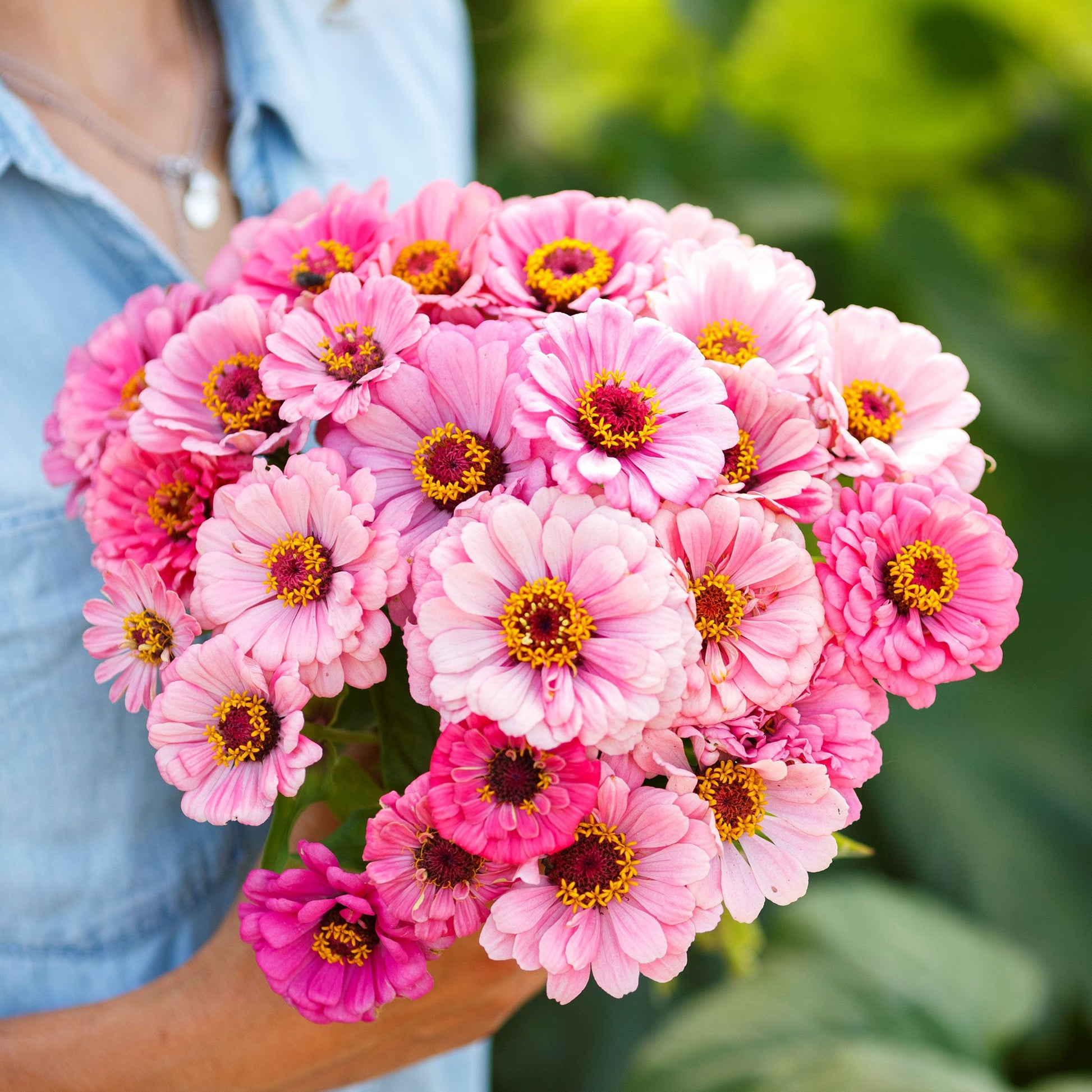 zinnia exquisite