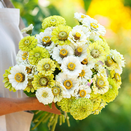 zinnia fresh mix