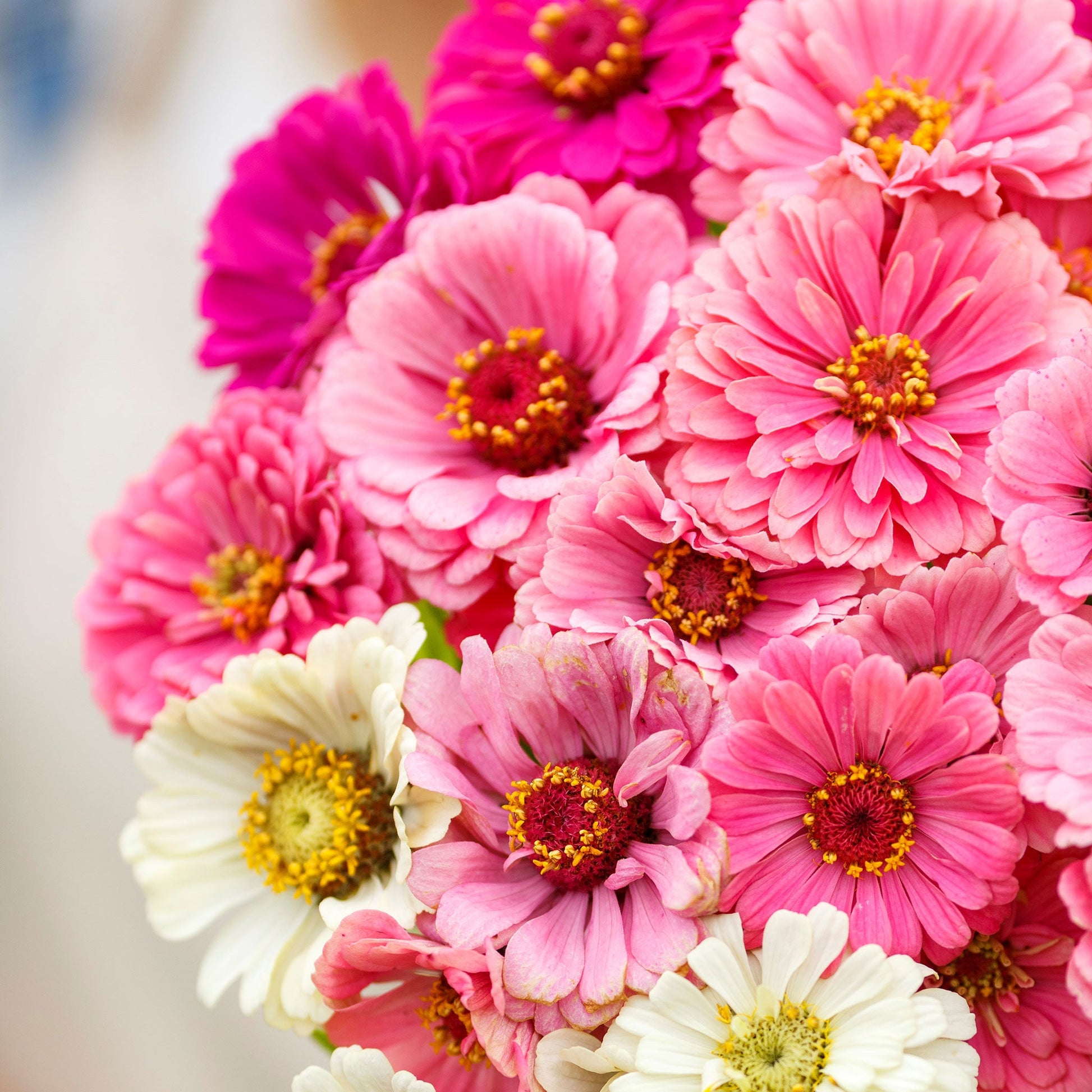 zinnia show stopper mix